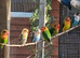 Lovebirds large selection birds