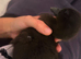 Cayuga duck