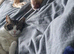 Beautiful loving older cat