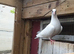 pigeons for sale
