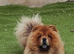 Blue chow chow female