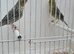 BEAUTIFUL PROVEN PAIR LIZARDS CANARIES