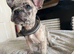 3 frenchie pups
