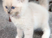 GCCF Champion Ragdolls • Active Considered