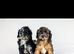 Cavapoo boys and girls