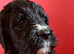 2 Girls, Bernedoodle 2nd Gen F1 Large standards.