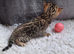 Brown spotted female Bengal kitten