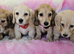 Mini long haired cream dachshund READY NOW