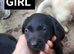 Labrador puppies
