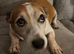 Jackrussell