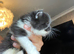 British shorthair kittens long hair