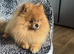 Rehome