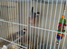 4 java finch/sparrow