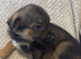 Belgian Mali x German shepherd