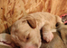 Miniature Australian Labradoodle Puppies.