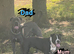 Cane corso x puppies