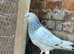 Pakistani pigeons