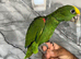 Hand-Rearing Baby Friendly Cuddly Super Tame Yellow Crown Amazon Parrot,10