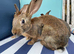 7 BELGIAN HARE KITS