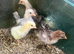 Week old chicks