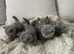 British short hair kittens (4 left)