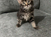 Ragdoll cross tabby