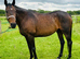 15.3 mare