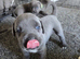 8 stunning Cane Corso looking for forever home