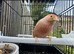 Redpoll x goldfinch mule