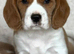 beagle x cavalier puppies