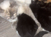 Ragdoll cross kittens