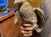 Grey Partridge Pairs