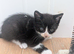 Beautiful kittens for sale