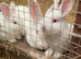 Baby rabbits