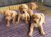 Fox red Labrador puppies for sale