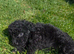 Reduced  Miniature labradoodle cockapoo x bedlington terrier