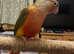 3 Baby Conures