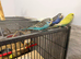 Tame Baby Budgies
