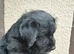 TOP QUALITY FELL TERRIER PUP
