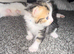 5 gorgeous kittens