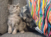 Pretty well socialised kittens