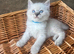 Ragdoll kittens