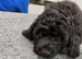 Cockapoo puppy