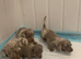 Miniature dachshund puppies