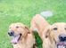 Labrador’s