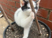 Last remaining kitten looking for forever home