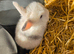 Mini lops