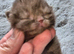 British short hair kittens
