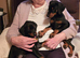 Doberman puppies