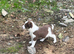 Border collie puppies